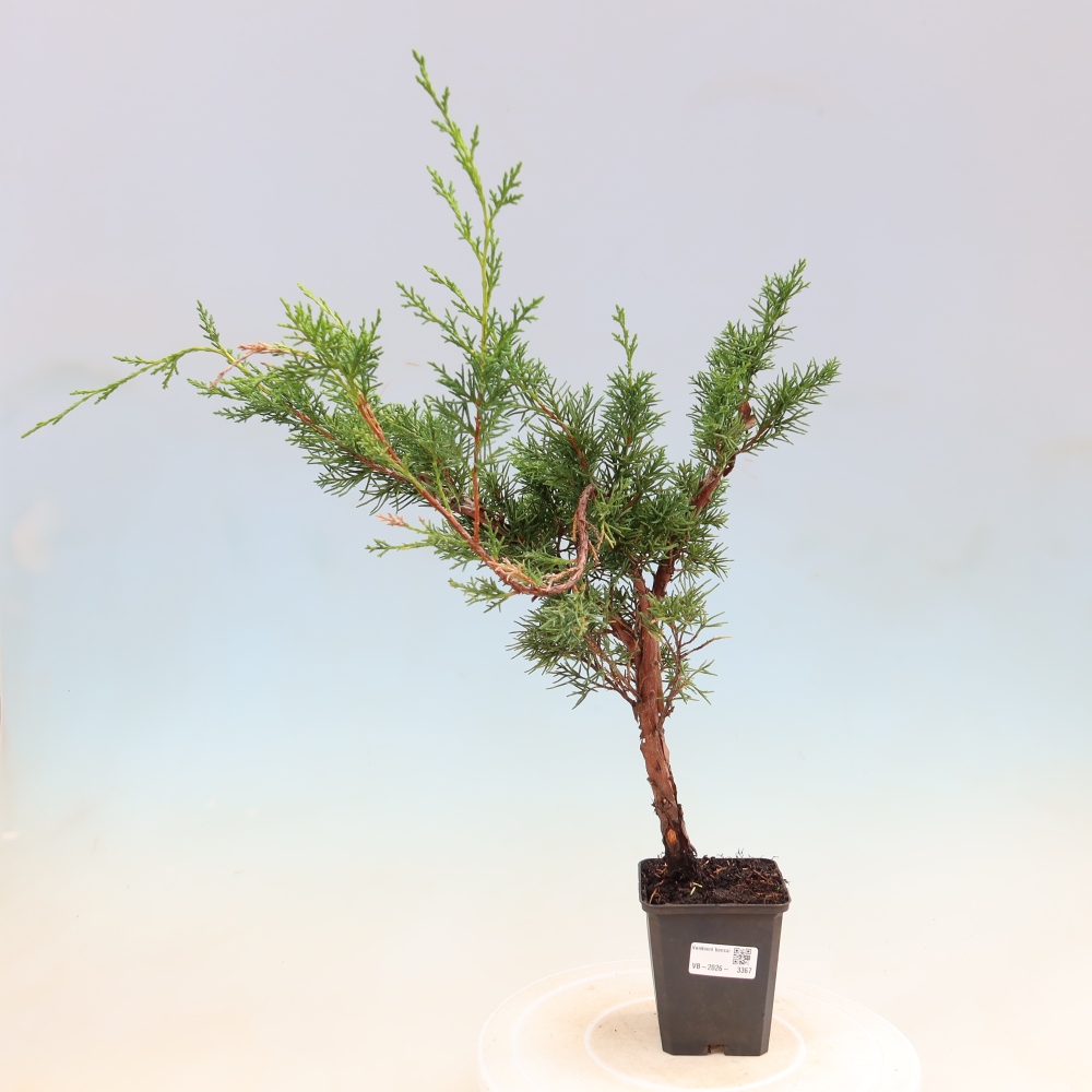 Bonsai voor buiten - Juniperus chinensis Kishu