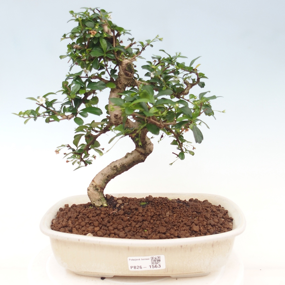 Kamerbonsai - Carmona macrophylla - Thee fuki