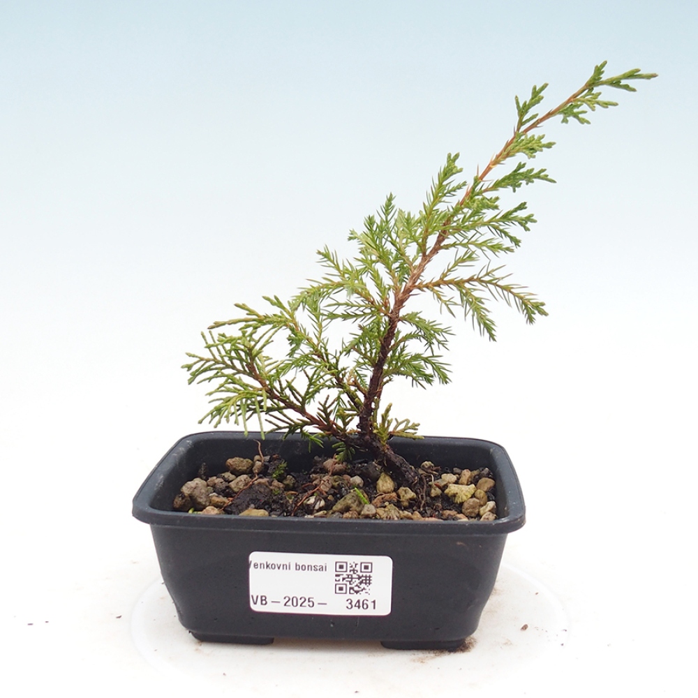 Bonsai voor buiten - Juniperus chinensis Itoigawa