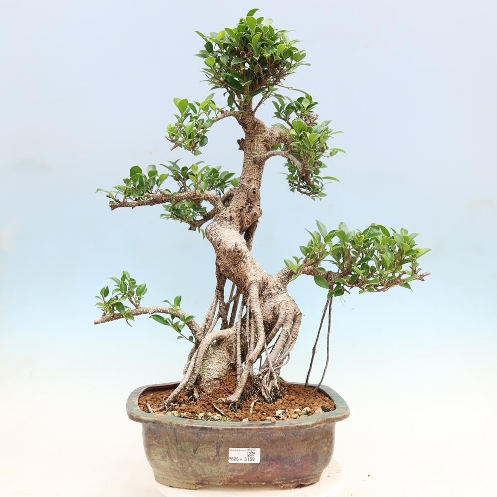 Kamerbonsai - Ficus kimmen - kleinbladige ficus