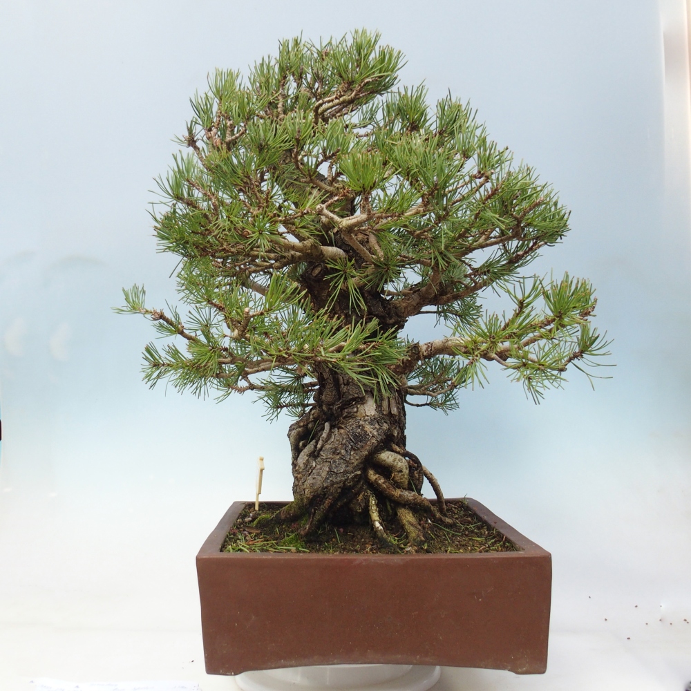 Bonsai voor buiten - Pinus sylvestris - Pinus sylvestris