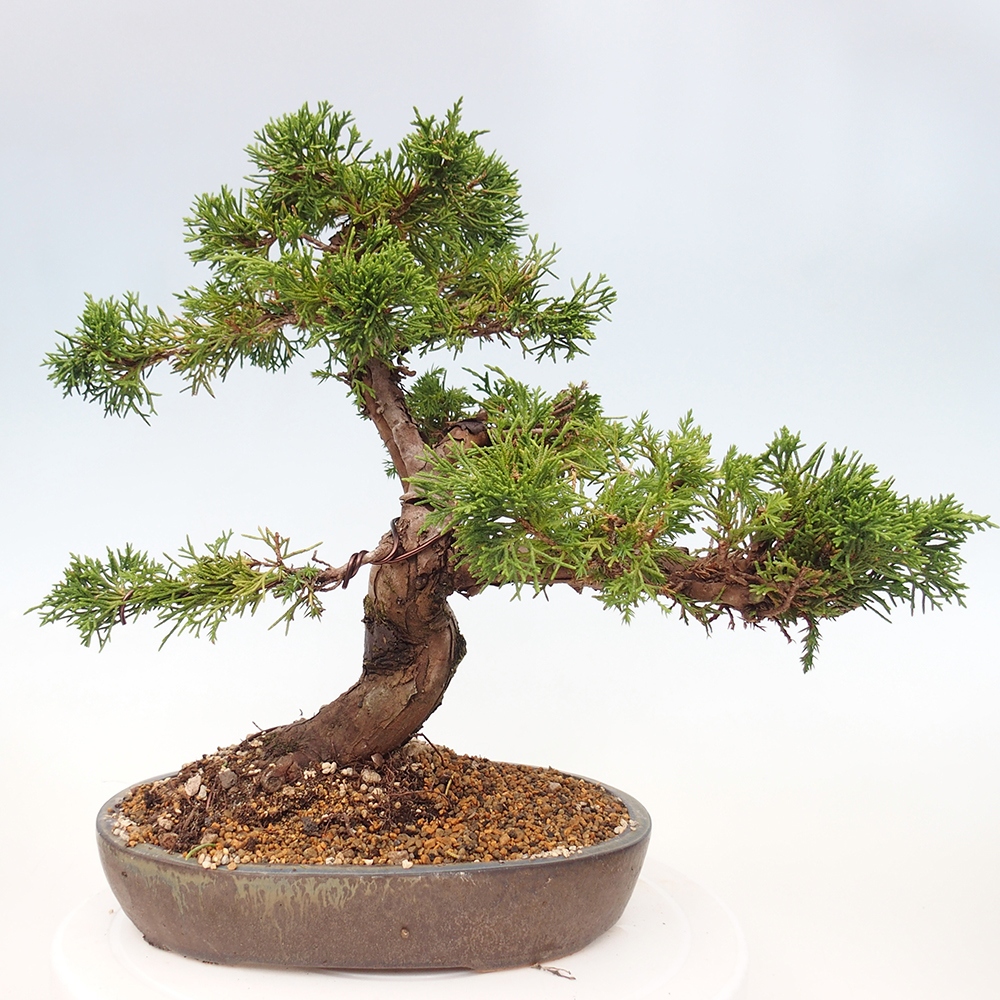 Bonsai voor buiten - Juniperus chinensis Itoigawa