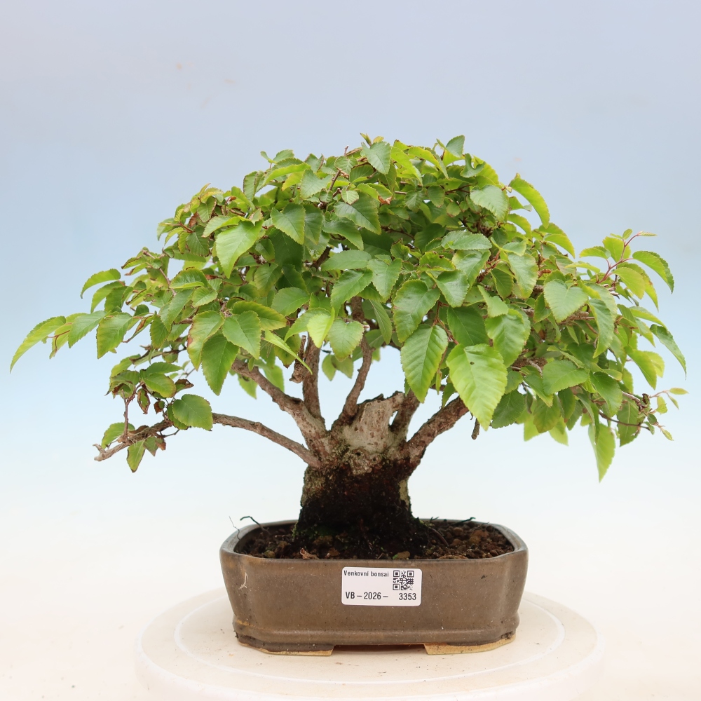 Bonsai voor buiten -Carpinus Coreana - Koreaanse haagbeuk