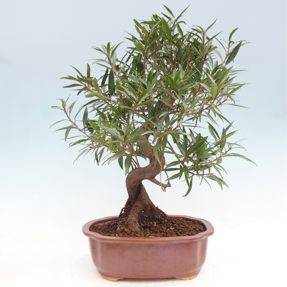 Kamerbonsai - Ficus nerifolia - kleinbladige ficus