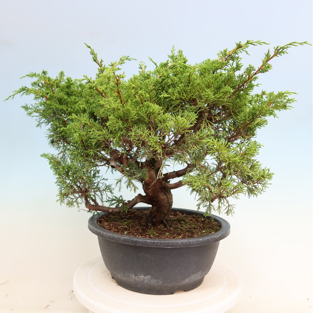Bonsai voor buiten - Juniperus chinensis Itoigawa-Juniperus chinensis