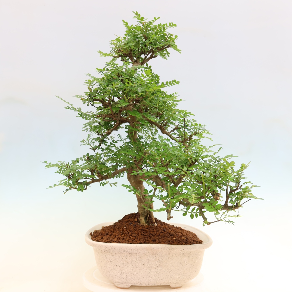 Kamerbonsai - Zantoxylum piperitum - peperboom