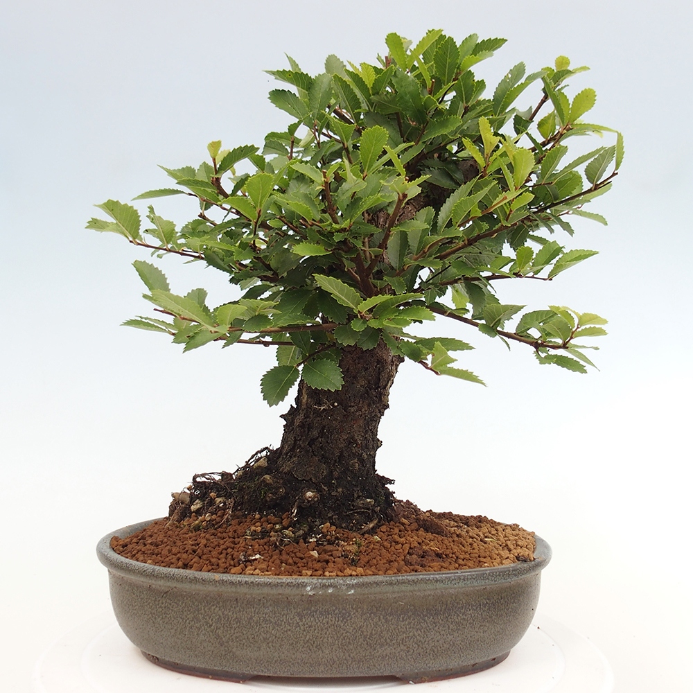 Bonsai voor buiten - Zelkova - Zelkova NIRE