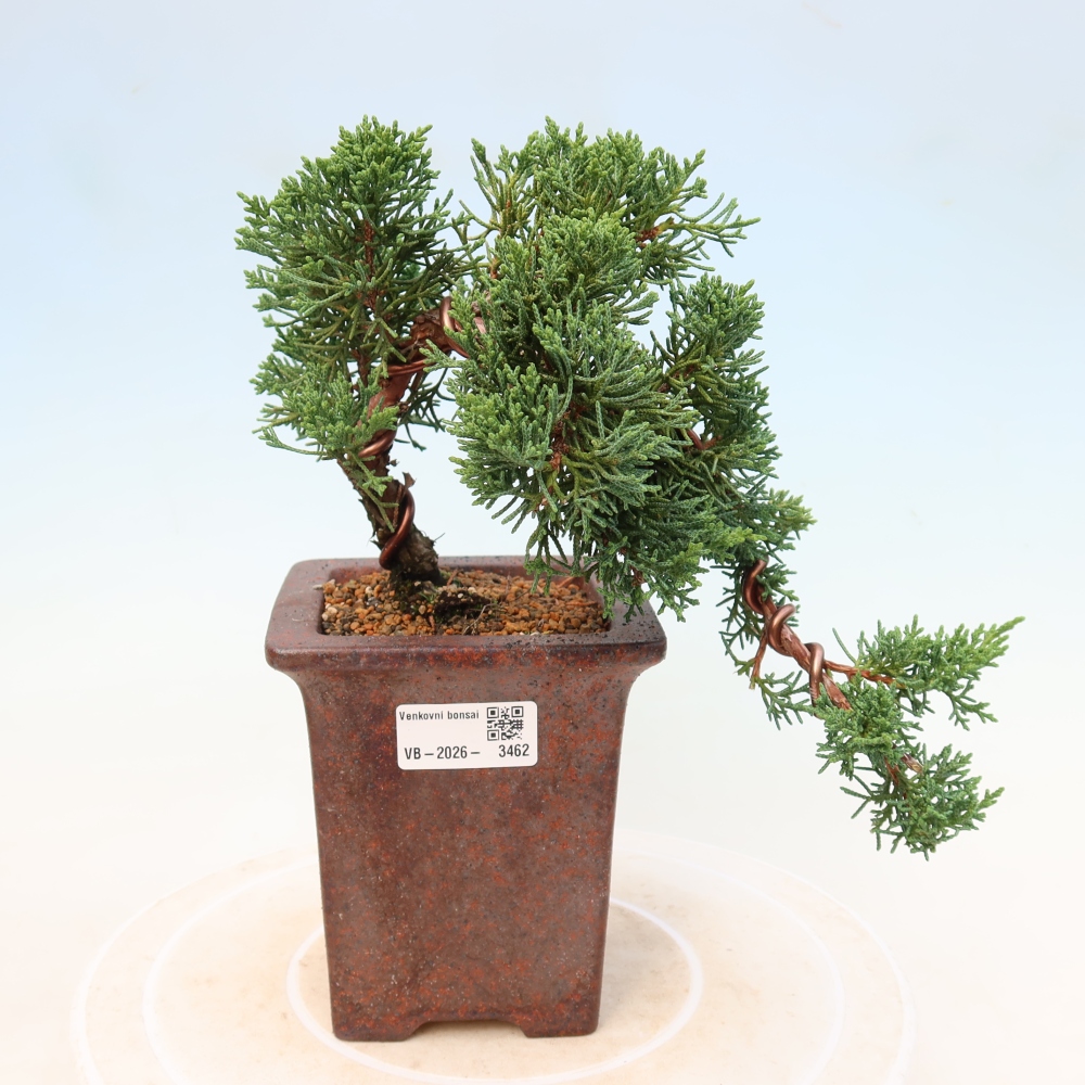 Bonsai voor buiten - Juniperus chinensis Kishu
