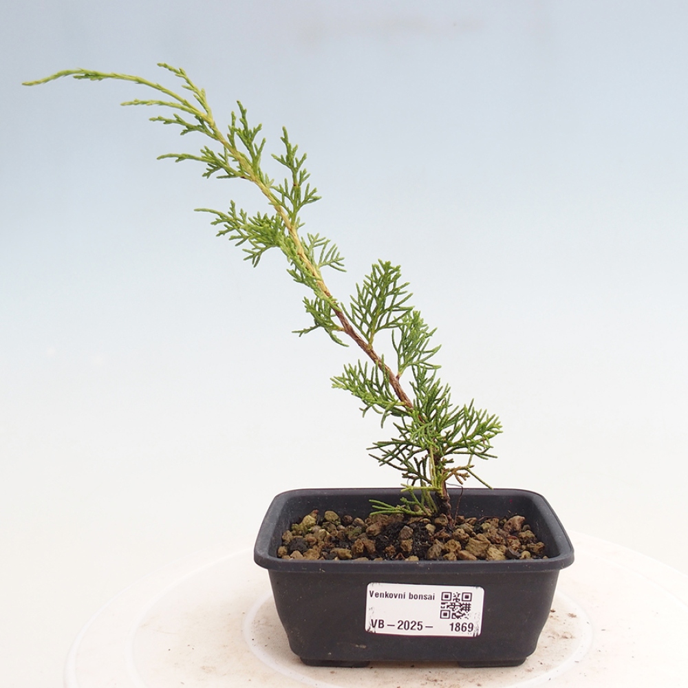 Bonsai voor buiten - Juniperus chinensis Itoigawa