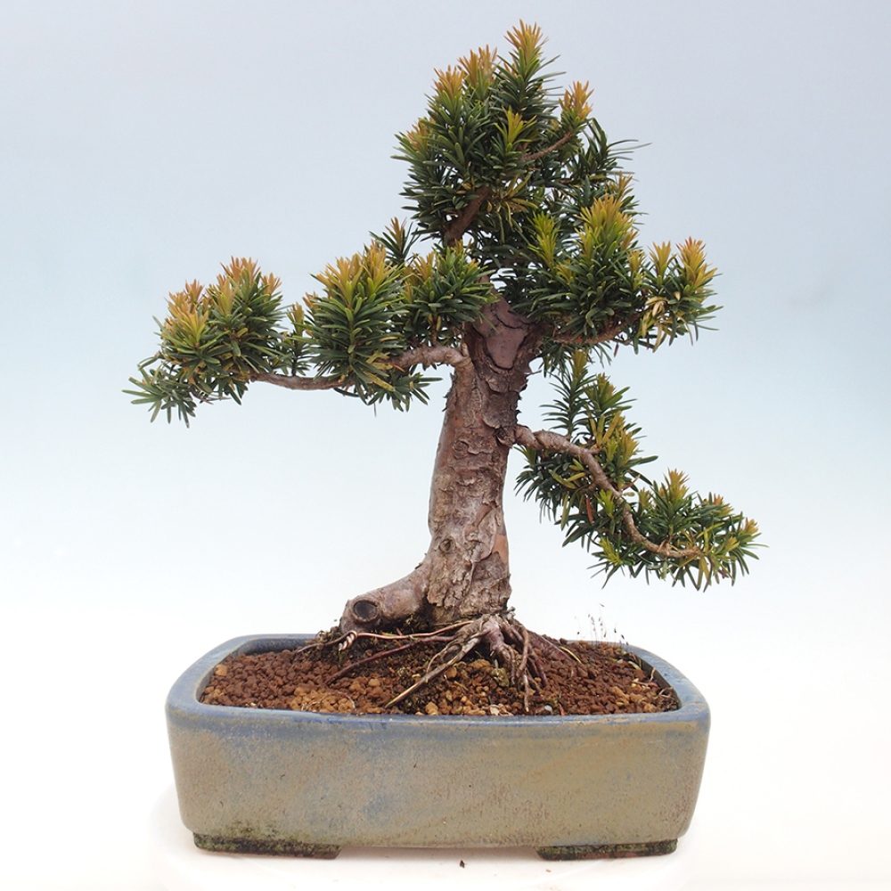 Bonsai voor buiten - Taxus cuspidata - Japanse Taxus