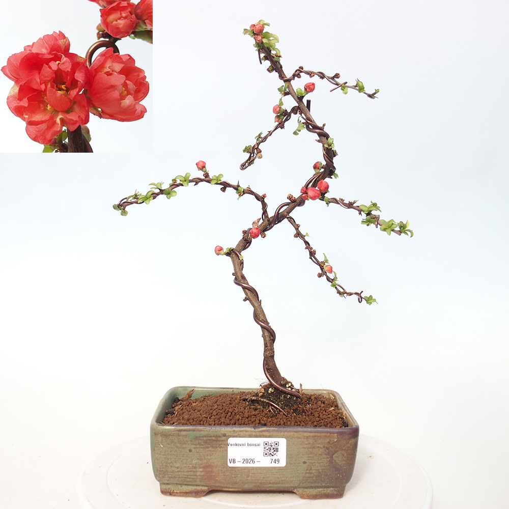 Bonsai voor buiten - Chaneomeles s. Red Joy - Kweepeer