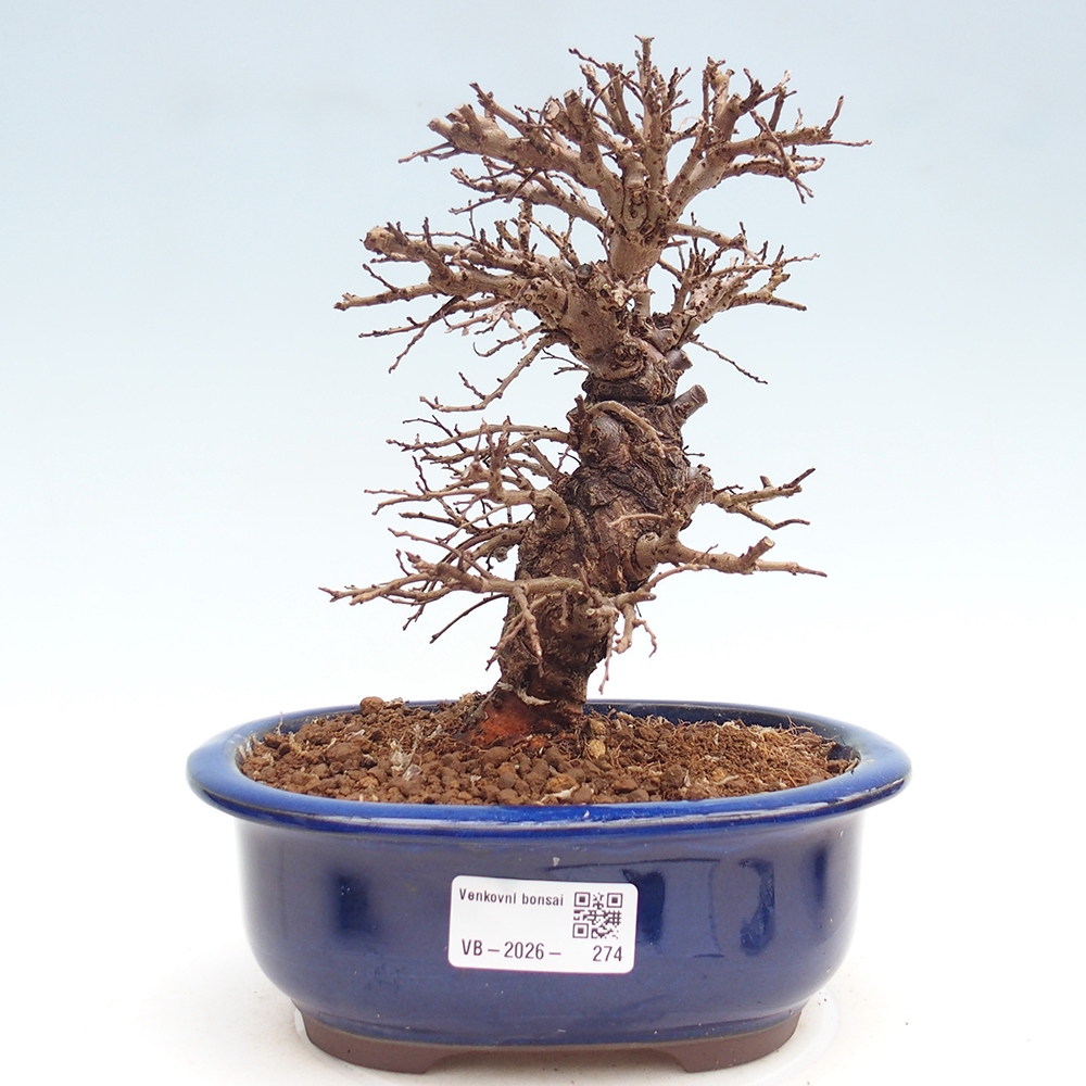 Bonsai voor buiten - Zelkova - Zelkova NIRE