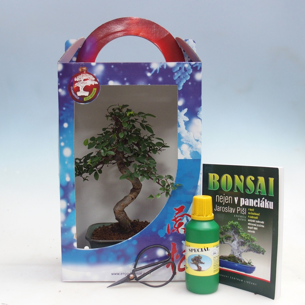 Ulmus parvifolia - Chinese iep