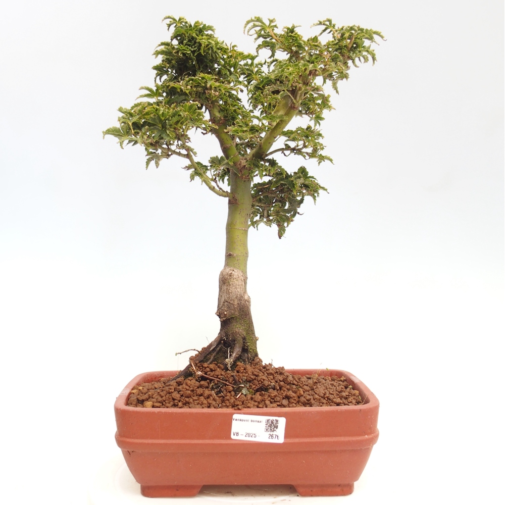 Bonsai voor buiten -Javor palm Acer palmatum Shishigashira