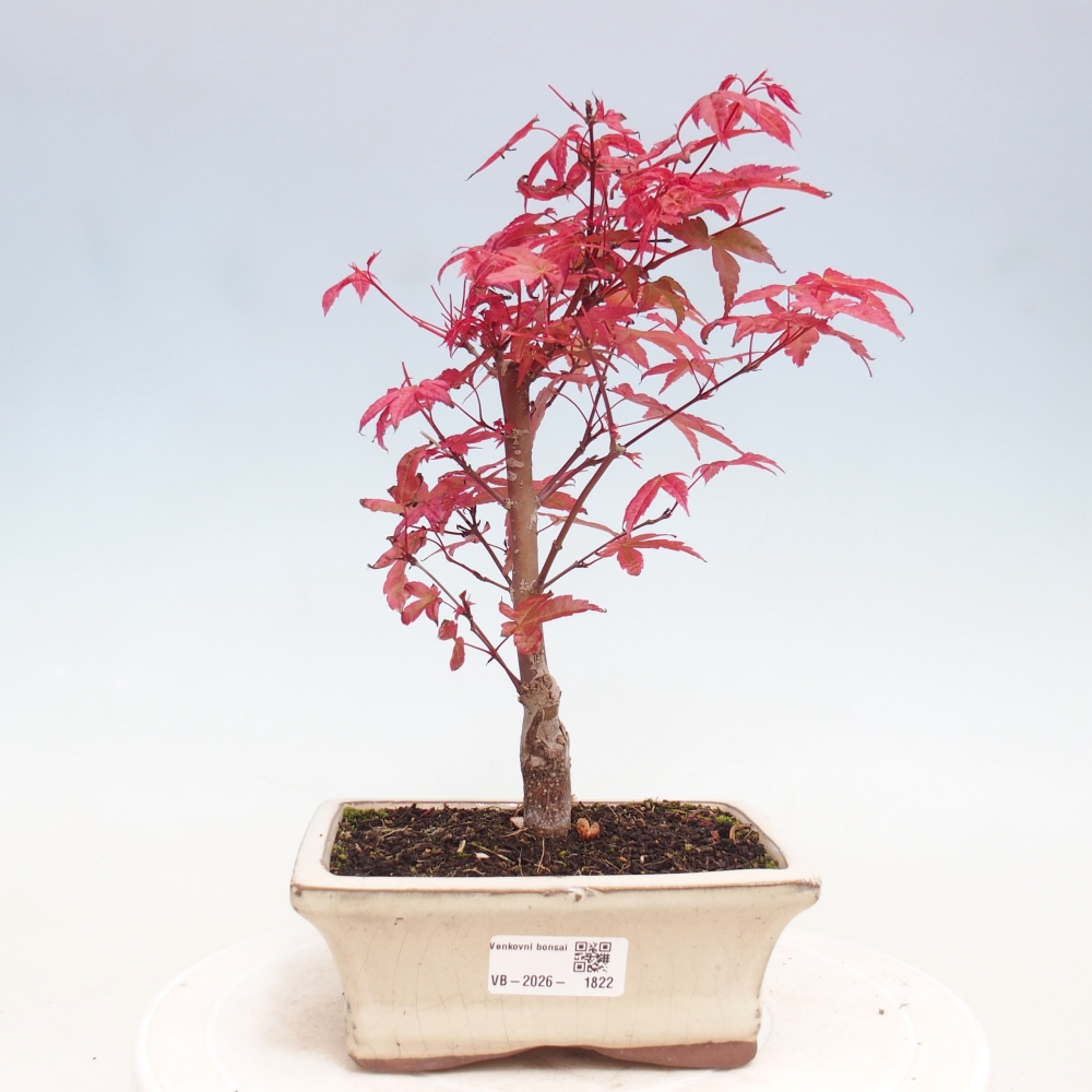 Bonsai voor buiten - Acer palmatum DESHOJO