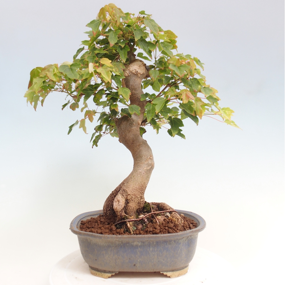 Bonsai voor buiten - Acer Buergerianum - Burgeresdoorn