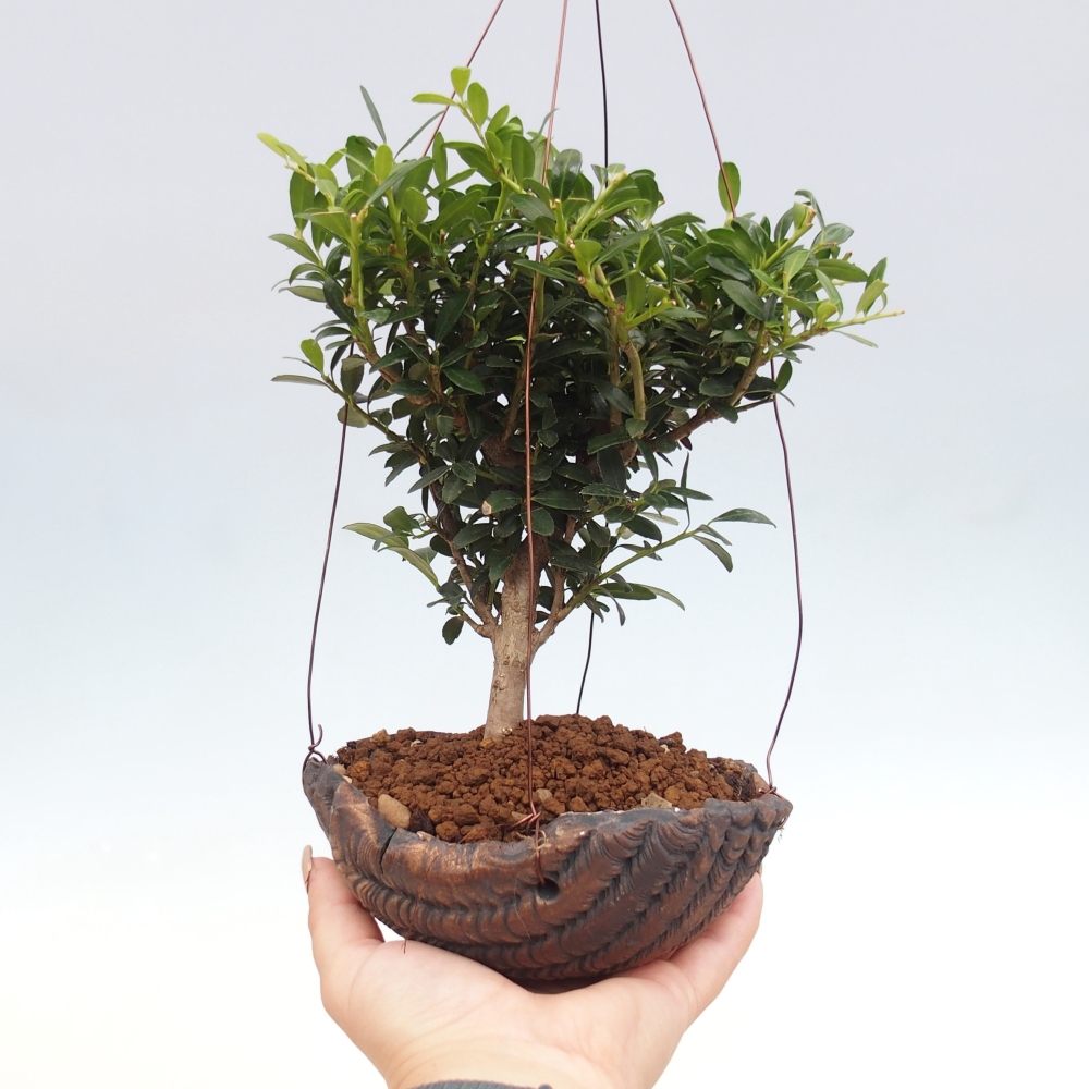 Kokedama in keramiek - Ilex crenata - Hulst