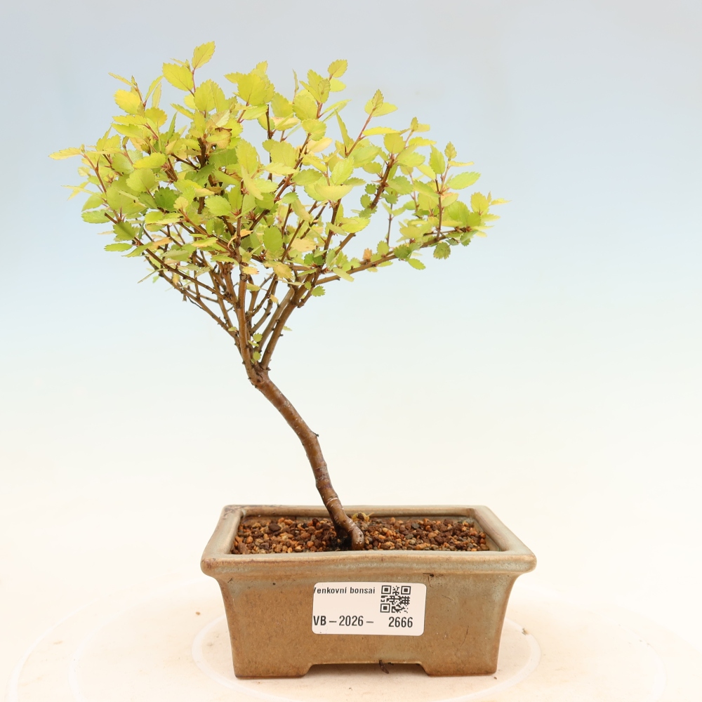 Buitenbonsai - dwergberk - Betula NANA Golden Treasure
