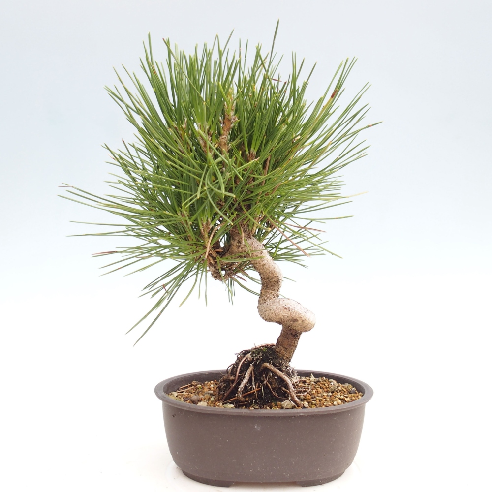 Bonsai voor buiten - Pinus thunbergii - Thunberg den
