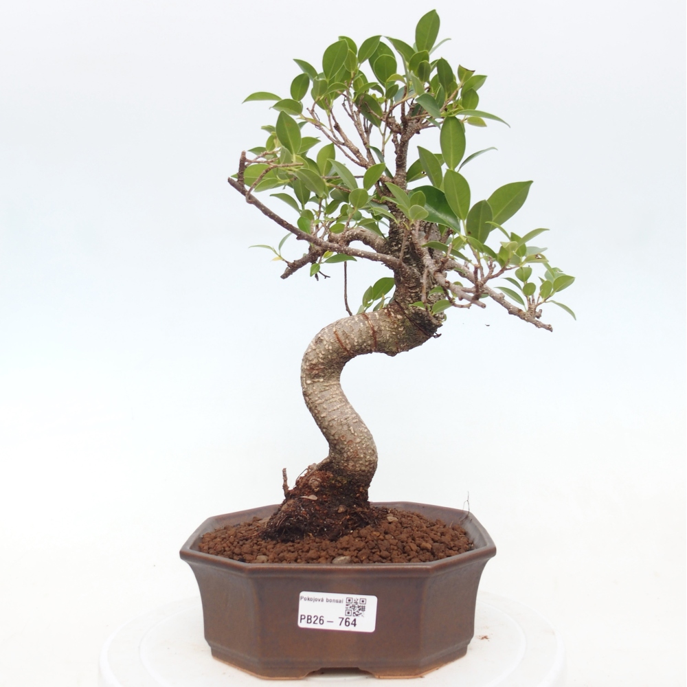 Kamerbonsai - Ficus retusa - kleinbladige ficus