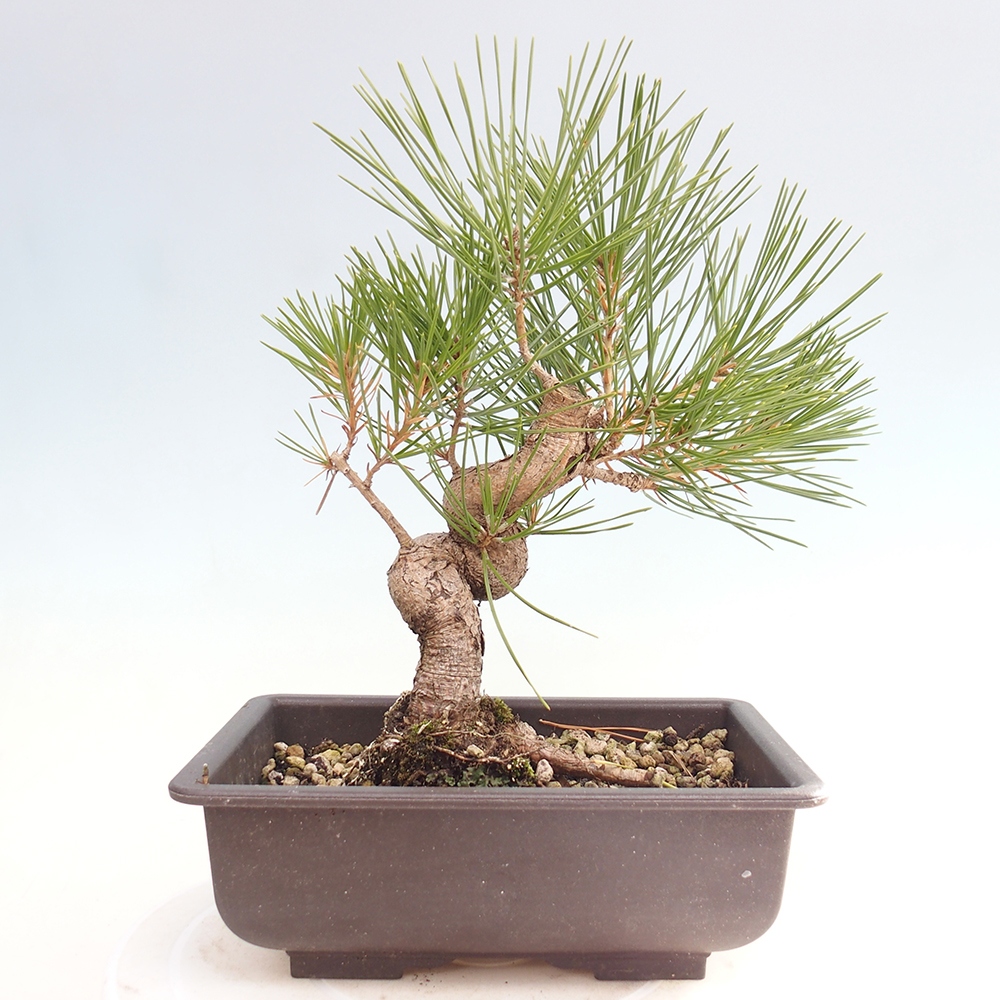 Bonsai voor buiten - Pinus thunbergii - Thunberg den