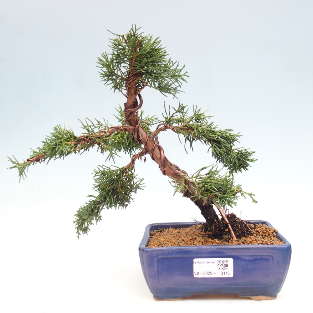 Bonsai voor buiten - Juniperus chinensis Kishu
