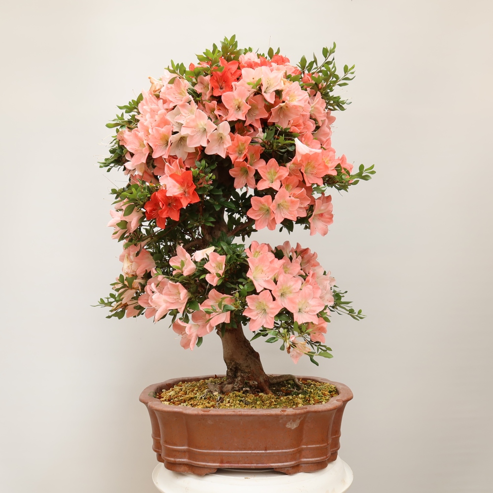 Bonsai voor buiten - Japanse Azalea - Azalea Sansai