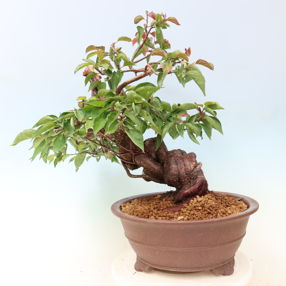 Bonsai voor buiten – Japanse abrikoos – Prunus Mume