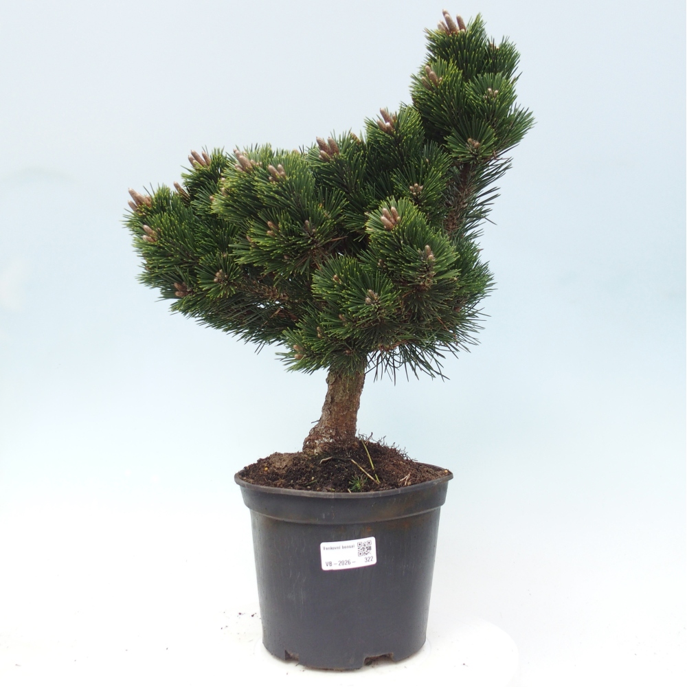 Bonsai voor buiten - Pinus thunbergii senjyumaru - Thunberg den
