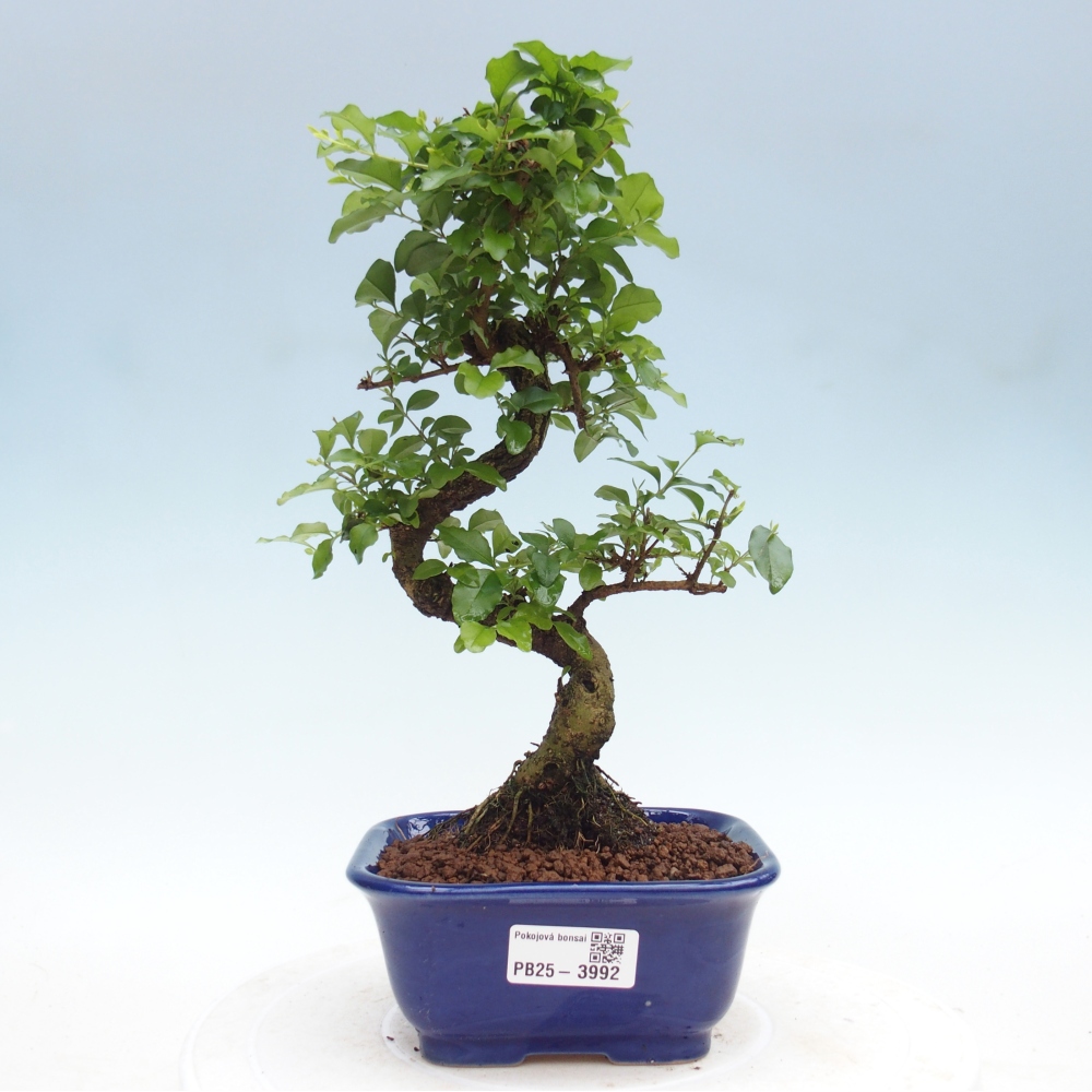 Kamerbonsai -Ligustrum chinensis - Vogelsnavel