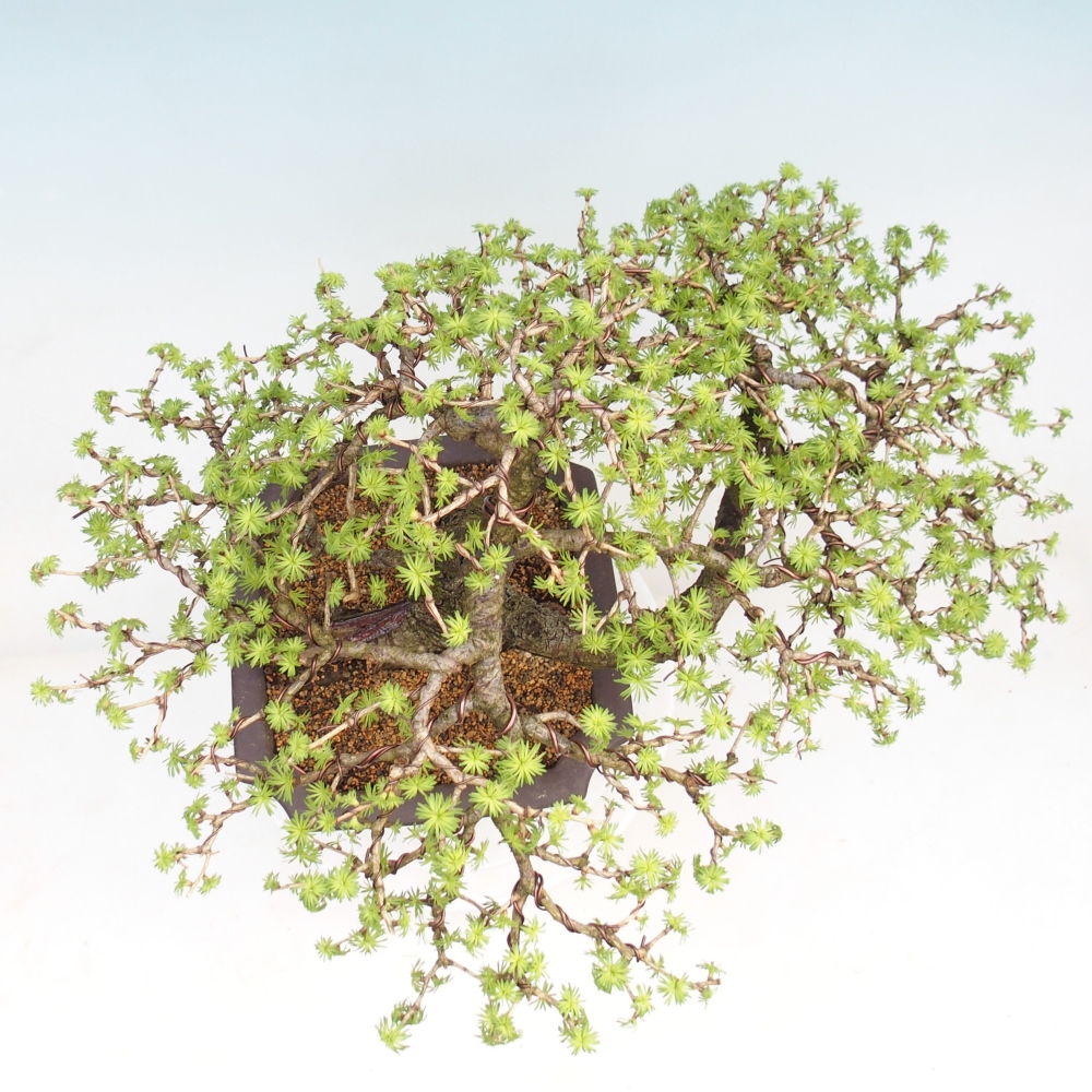 Bonsai voor buiten -Larix decidua - Lariks