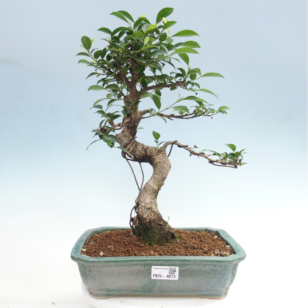 Kamerbonsai - Ficus kimmen - kleinbladige ficus