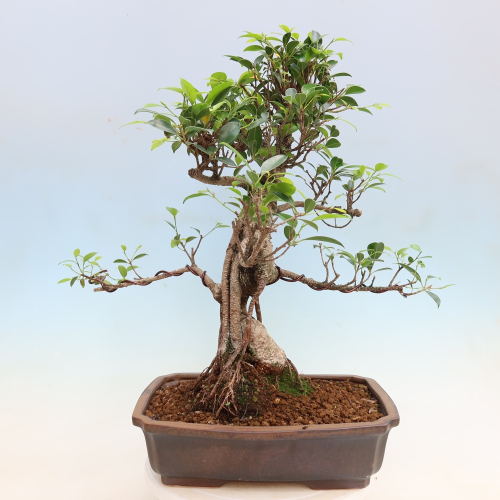 Kamerbonsai - Ficus kimmen - kleinbladige ficus
