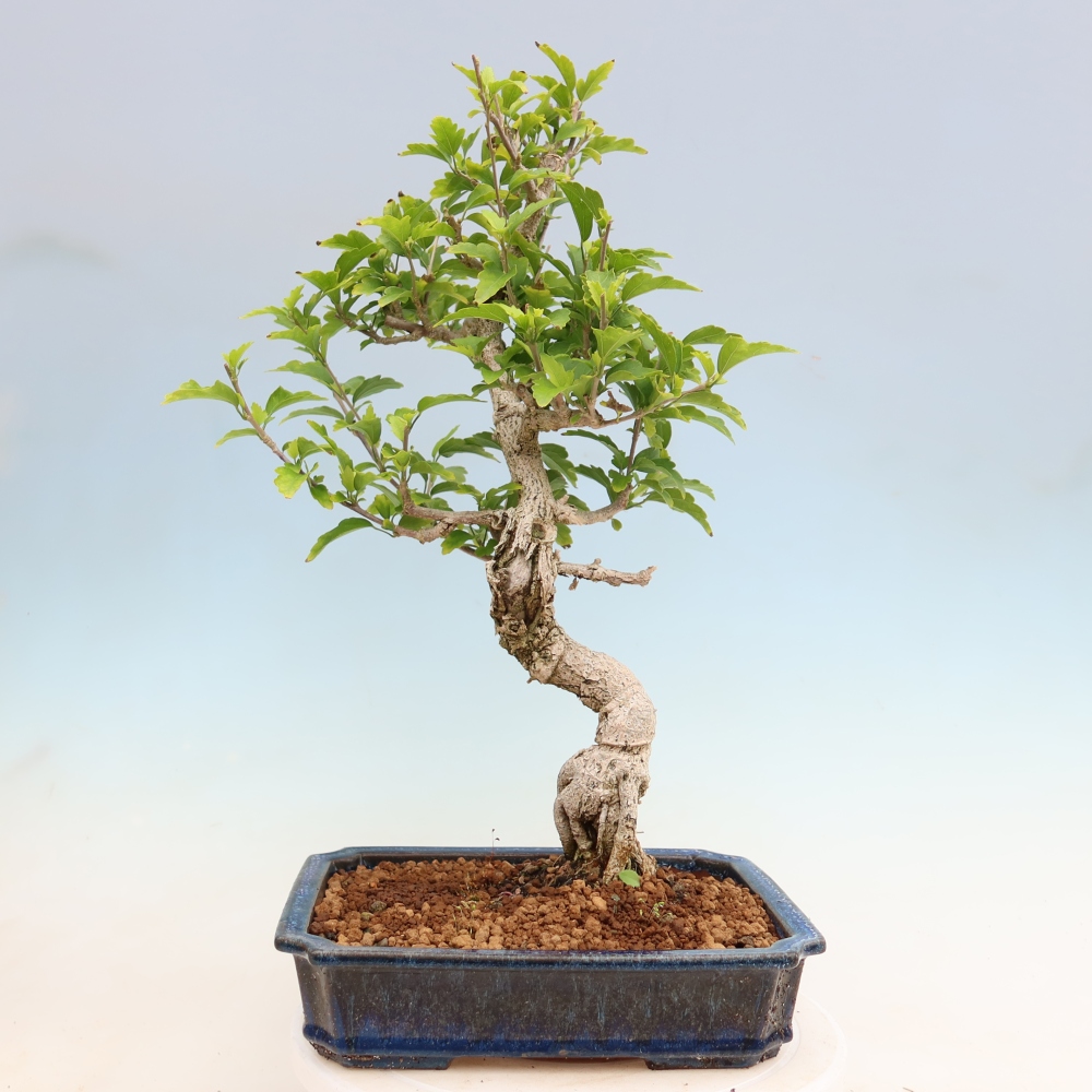 Bonsai voor buiten - Hibiscus syriacus - Syrische hibiscus