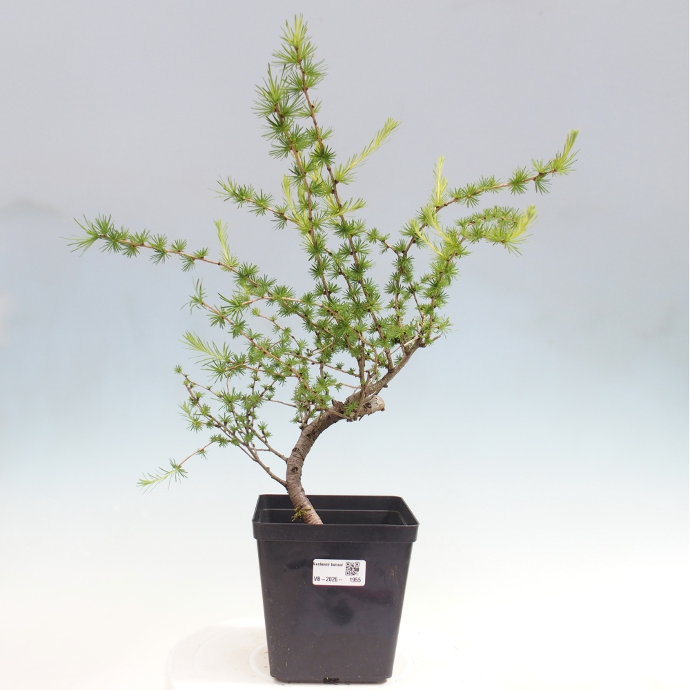 Bonsai voor buiten -Larix decidua - Lariks