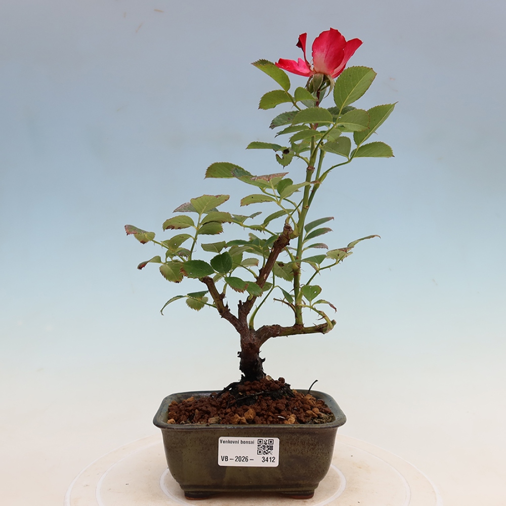 Bonsai voor buiten - Rosa Kordes - roos