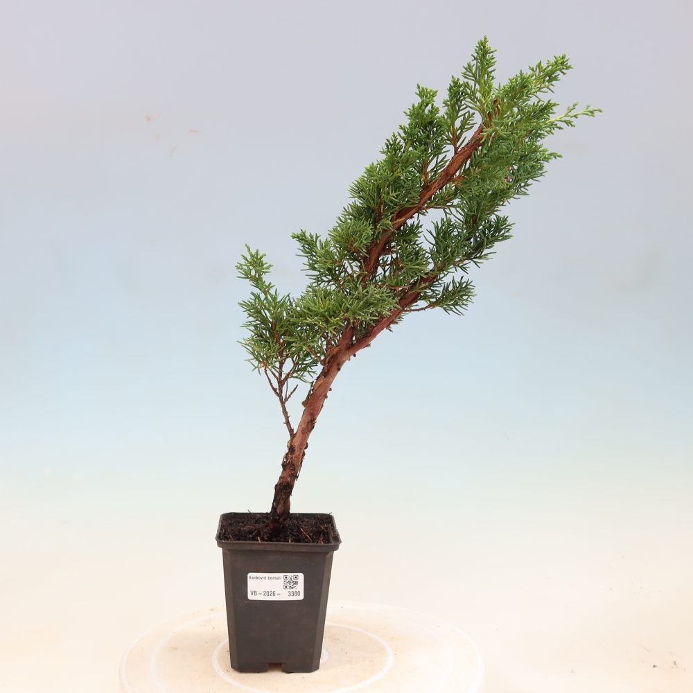 Bonsai voor buiten - Juniperus chinensis Kishu