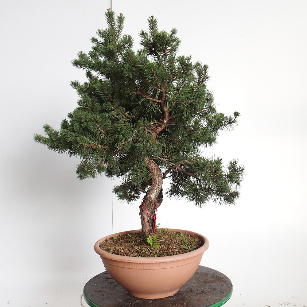 Yamadori - Pinus sylvestris Spanje