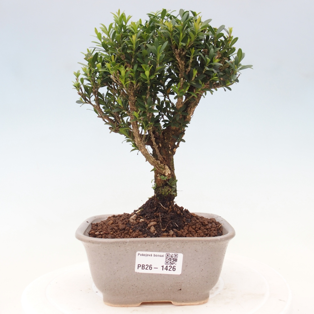 Kamerbonsai - Buxus harlandii - kurk buxus