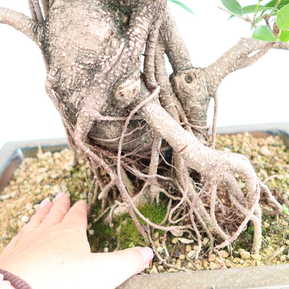 Kamerbonsai - Ficus kimmen - kleinbladige ficus
