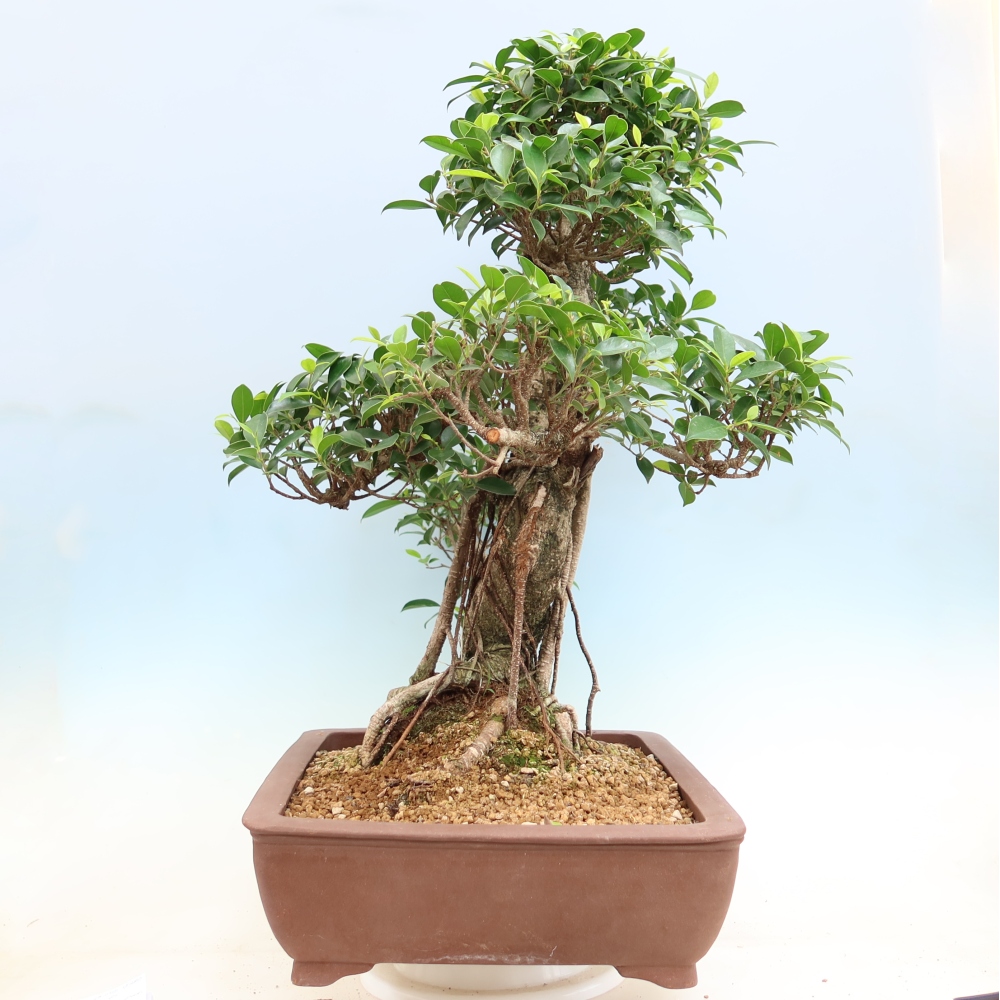 Kamerbonsai - Ficus kimmen - kleinbladige ficus