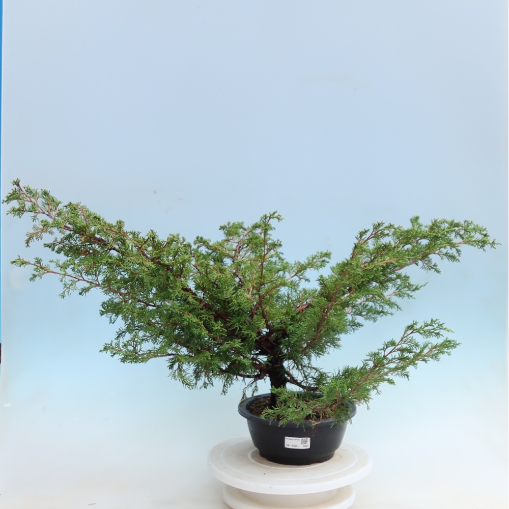 Buitenbonsai - Juniperus chinensis Itoigawa - Chinese jeneverbes