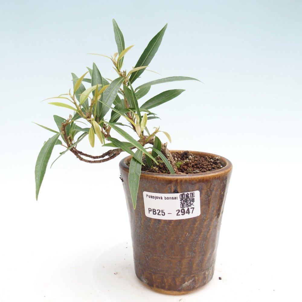 Kamerbonsai - Ficus nerifolia - kleinbladige ficus