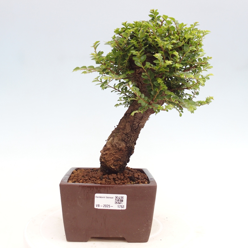 Bonsai voor buiten - Ulmus parvifolia Hokkaido - Chinese iep