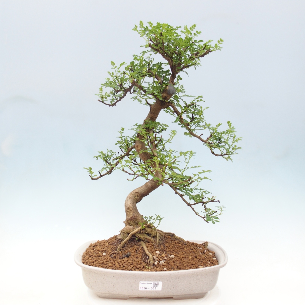 Kamerbonsai - Zantoxylum piperitum - peperboom