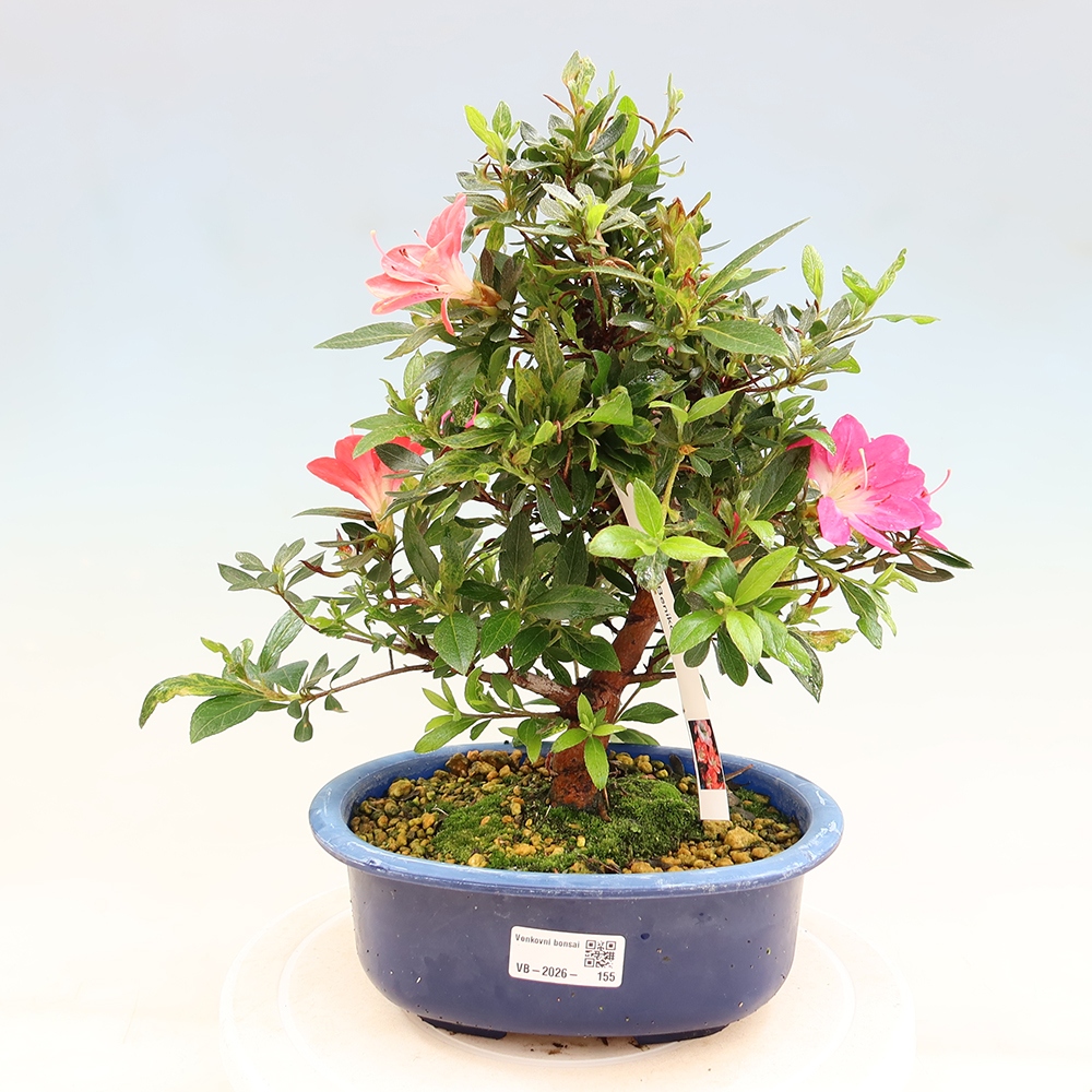 Bonsai voor buiten - Japanse Azalea - Azalea Beniko