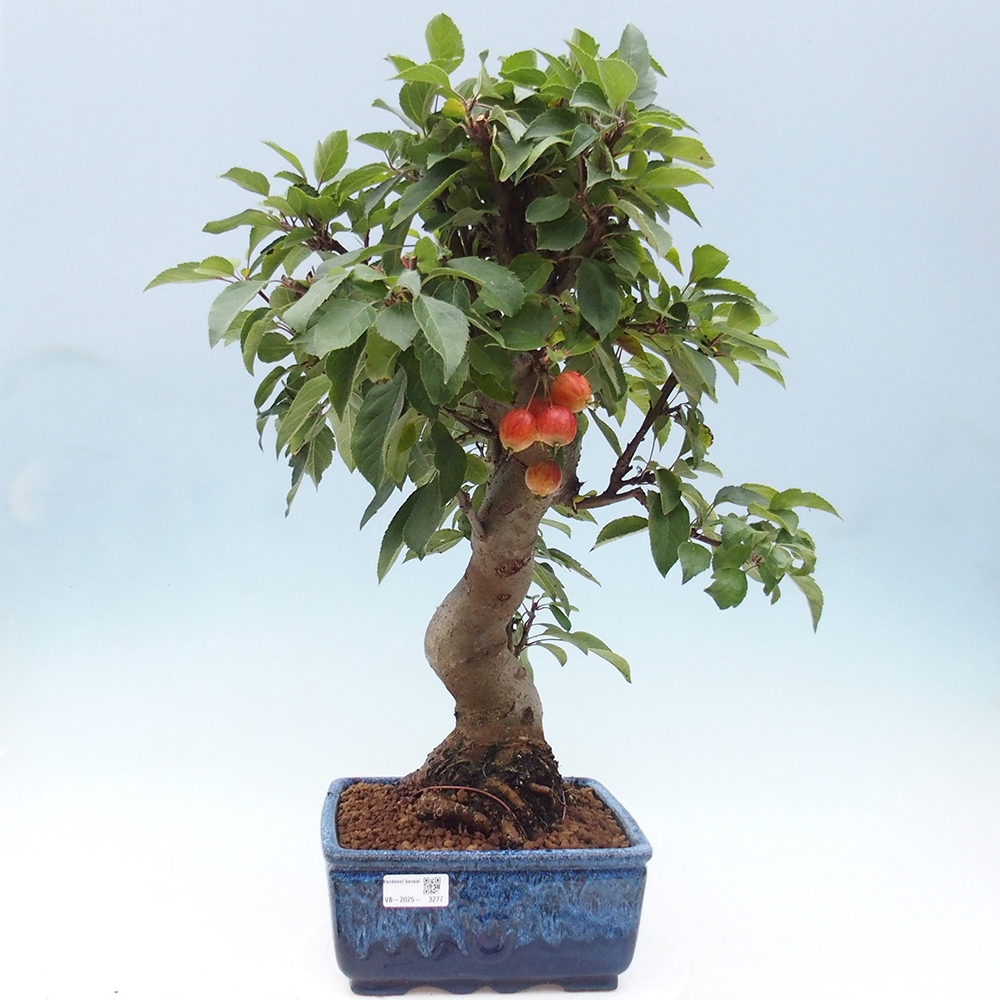Bonsai voor buiten -Malus halliana - Appelboom met kleine vruchten