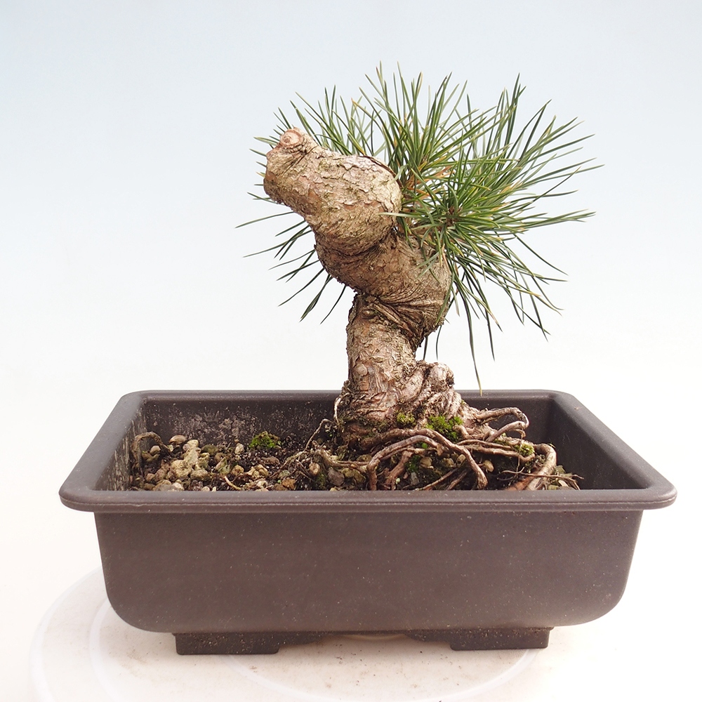 Bonsai voor buiten - Pinus thunbergii - Thunberg den