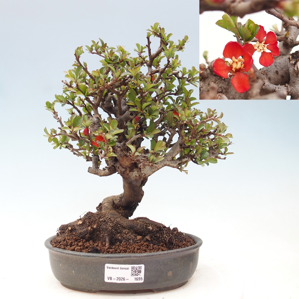 Bonsai voor buiten - Chaneomeles speciosa - Kweepeer