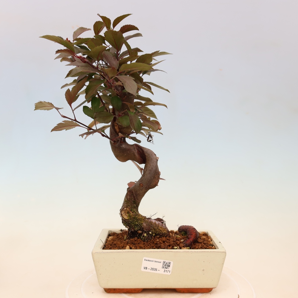 Bonsai voor buiten -Malus domestica - Roodbladige appelboom met kleine vruchten